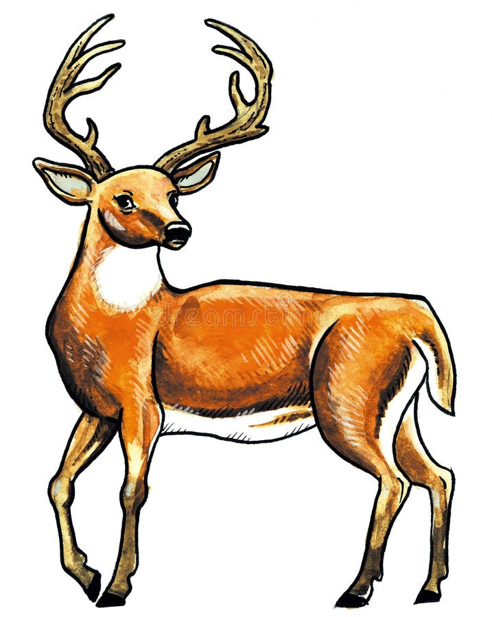 Deer animal