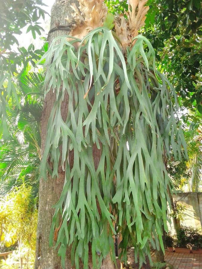 Deer Antlers Hanging Down Clinging To Tree Trunks. Deer Antler Plant in ...