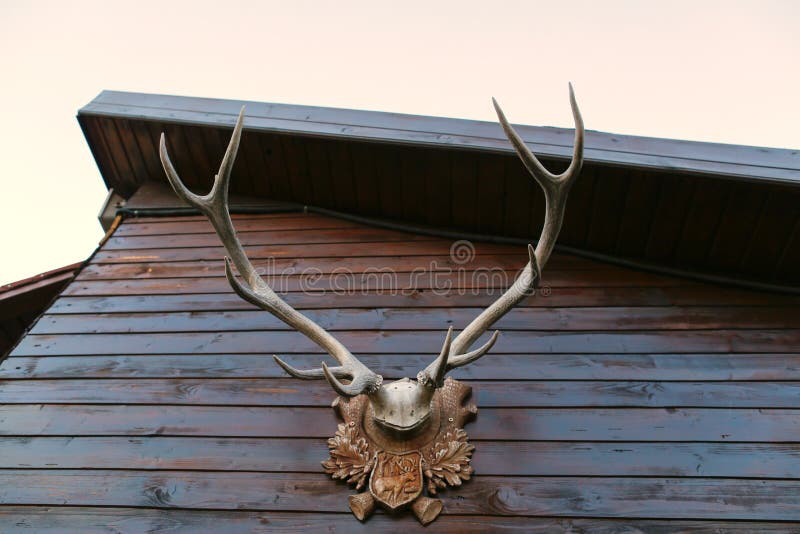 Deer Antlers Hanging on Wall Stock Photo Image of antlers, nature