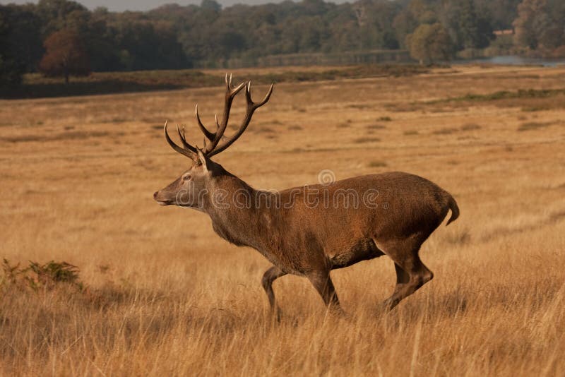 Deer with antlers running