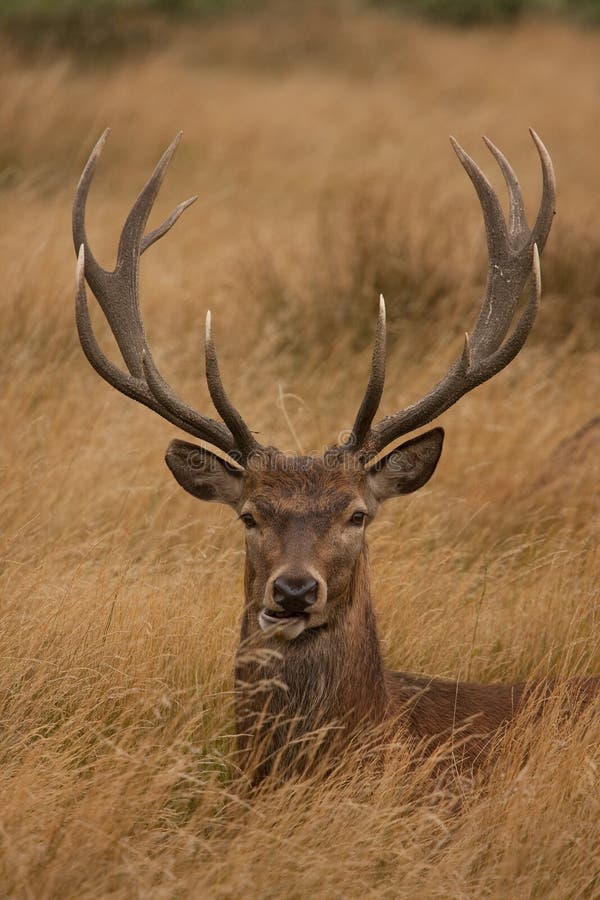 Deer with antlers, sitting