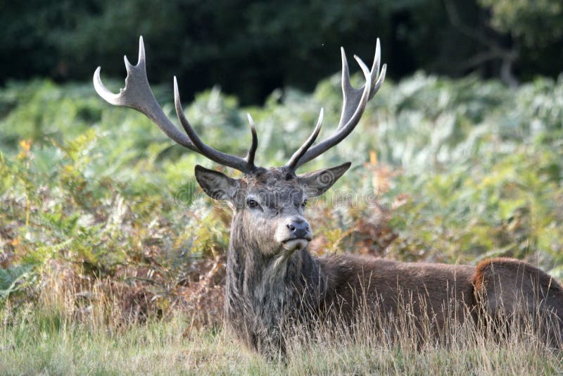 Deer in Autumn