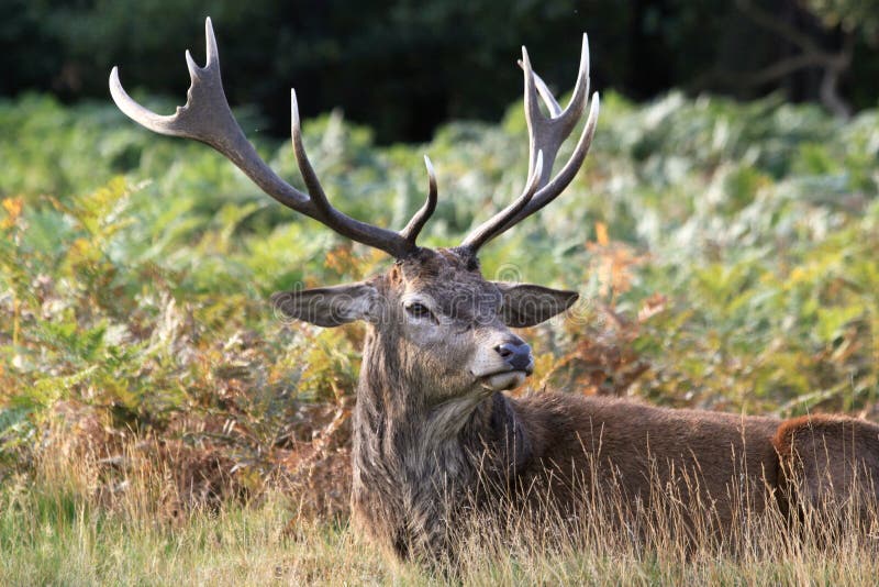 Deer in Autumn