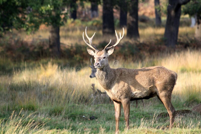 Deer in Autumn