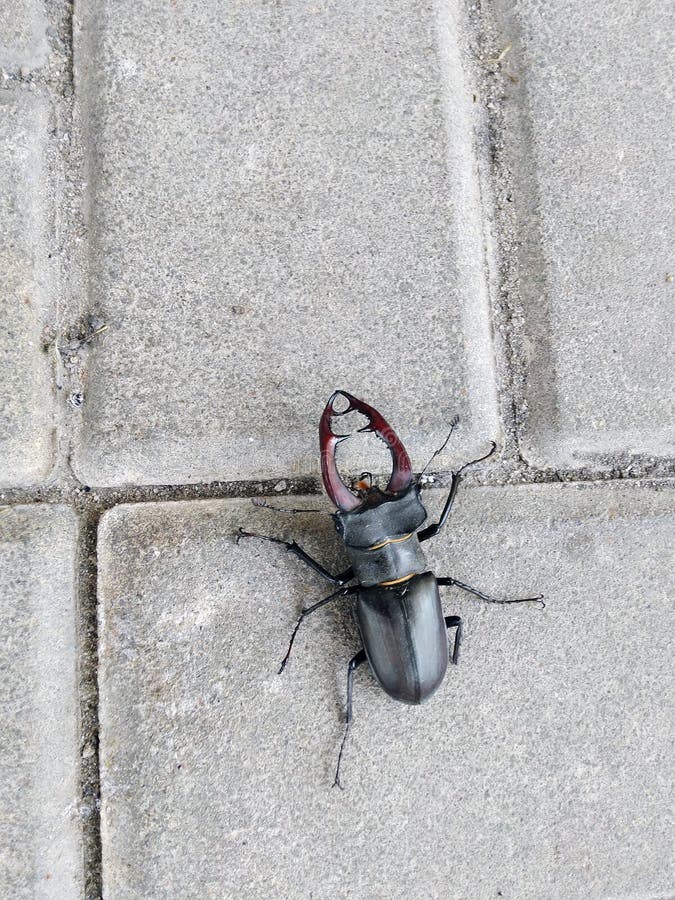 Deer beetle on concrete slabs. Lucanus Servus, Red Book. Close-up royalty free stock photos Deer beetle on concrete slabs. Lucanus Servus, Red Book. Close-up royalty free stock photos