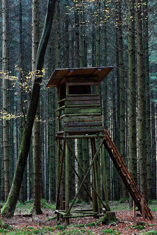 Elevated Hunting Blind with Ladder in Spruce Forest at Fall Stock Photo