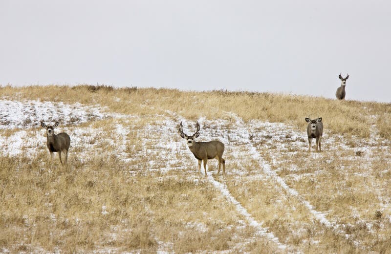 Deer Buck in Winter stock images Deer Buck in Winter stock images