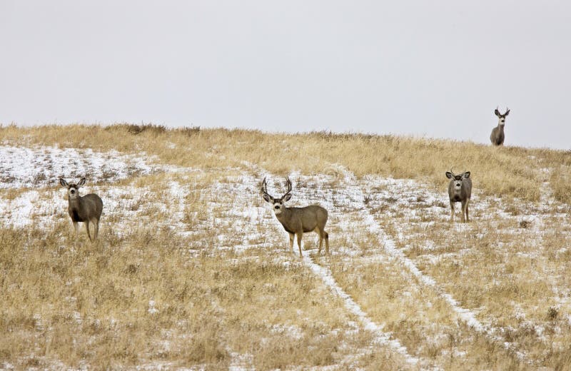 Deer Buck in Winter