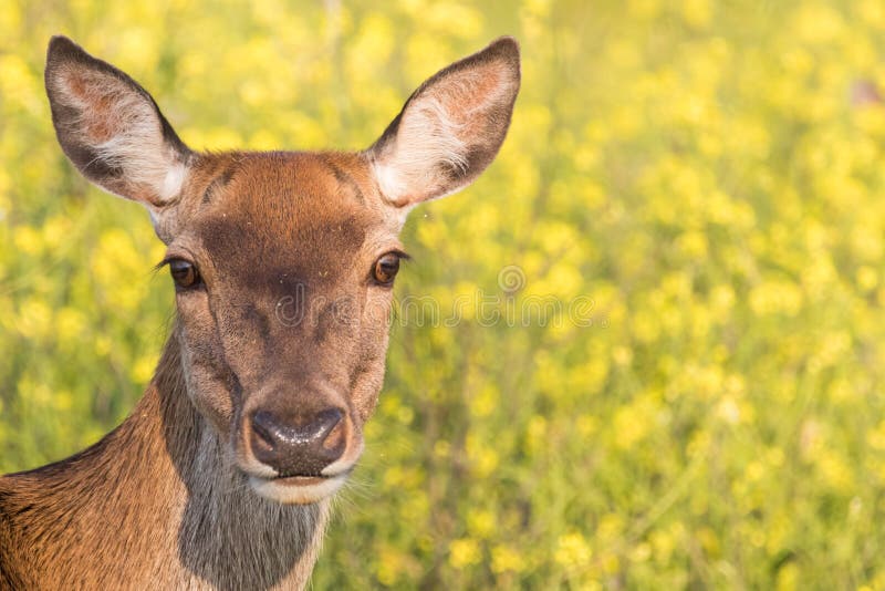 Deer in the Bush 2 stock image. Image of flowers, oostvaardersplassen