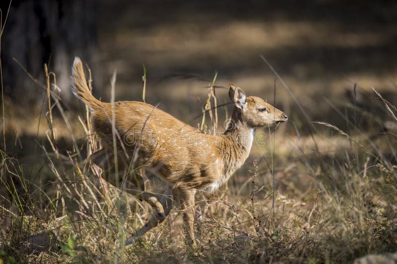 Deer calf running stock image. Image of animal, cervidae 36813255
