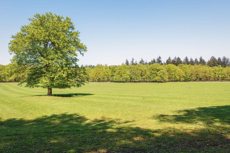 The deer camp of The Loo park located in Apeldoorn