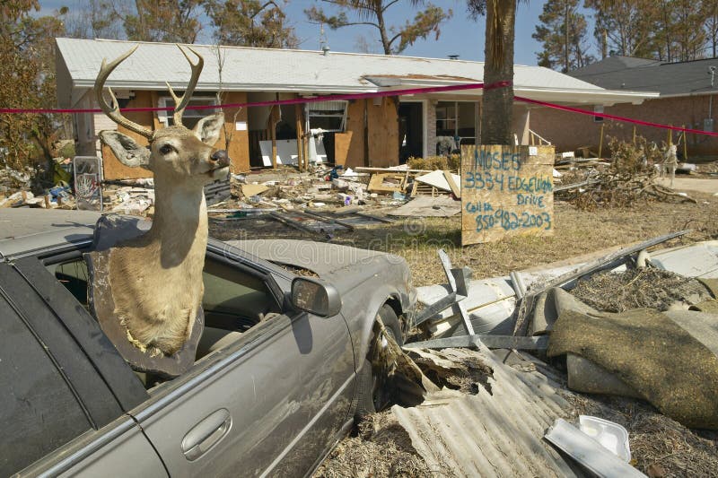 Deer in car window and debris in front of house heavily hit by Hurricane Ivan in Pensacola Florida royalty free stock image Deer in car window and debris in front of house heavily hit by Hurricane Ivan in Pensacola Florida royalty free stock image