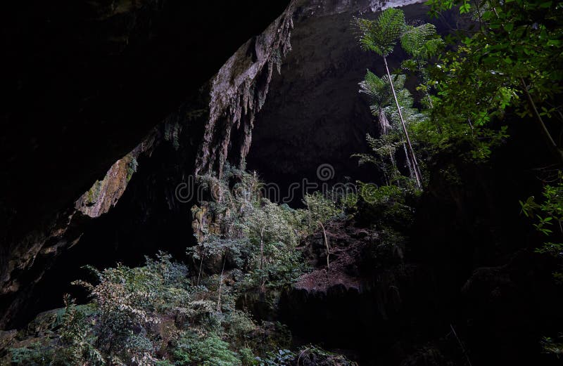 Deer Cave is considered by many to be the top highlight of Mulu National Park.  The entrance area can get as high as 148 m, with some areas as wide as 170 m across. It`s also home to ver 3 million bats!. Deer Cave is considered by many to be the top highlight of Mulu National Park.  The entrance area can get as high as 148 m, with some areas as wide as 170 m across. It`s also home to ver 3 million bats!