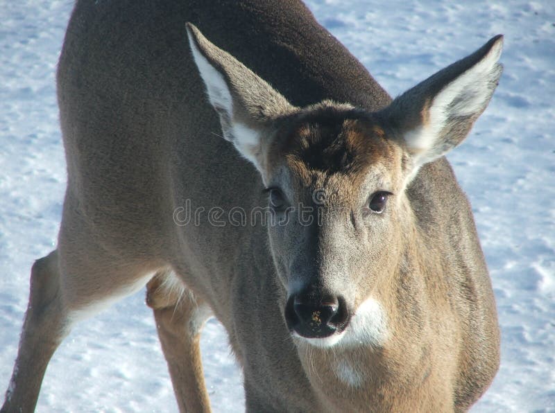 Deer close-up in snow