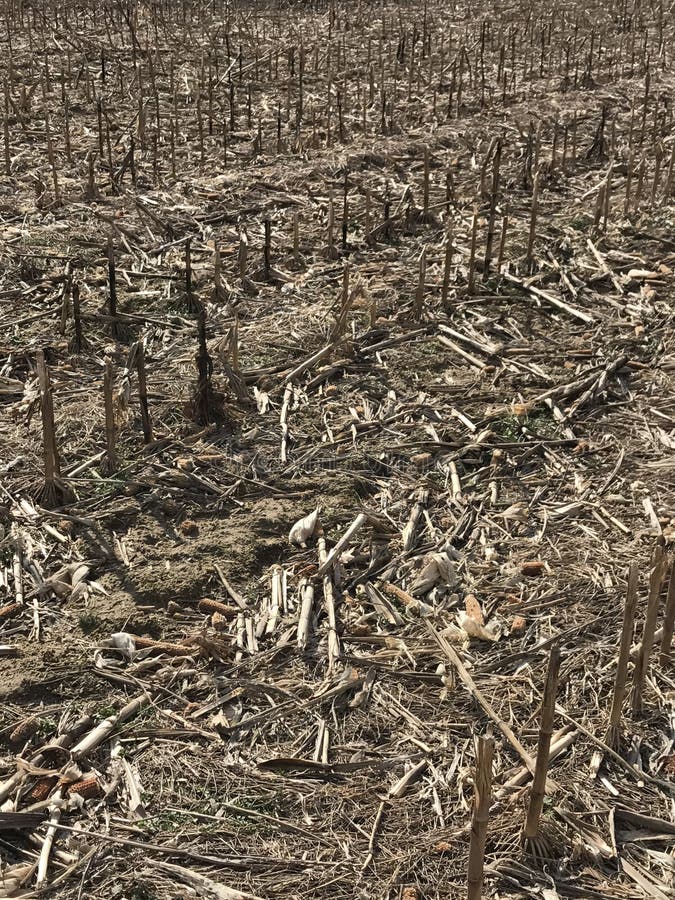 Deer Corn Fields stock image. Image of corn, fields, winter 85061923
