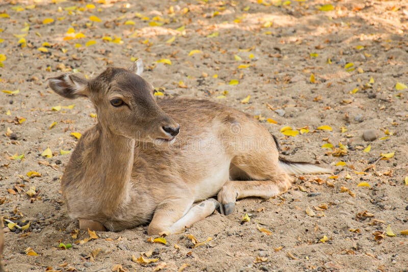 305 Deer Couch Stock Photos Free & RoyaltyFree Stock Photos from