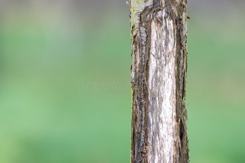 Deer damage stock photo. Image of environment, bark 267850590