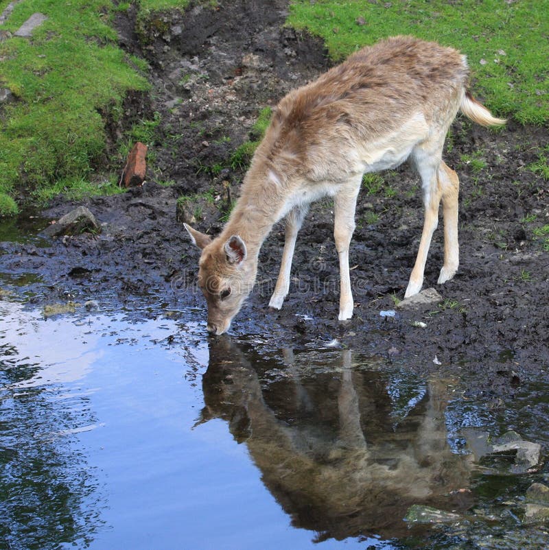 Deer drinking stock image. Image of cervus, herd, cervine 5128069