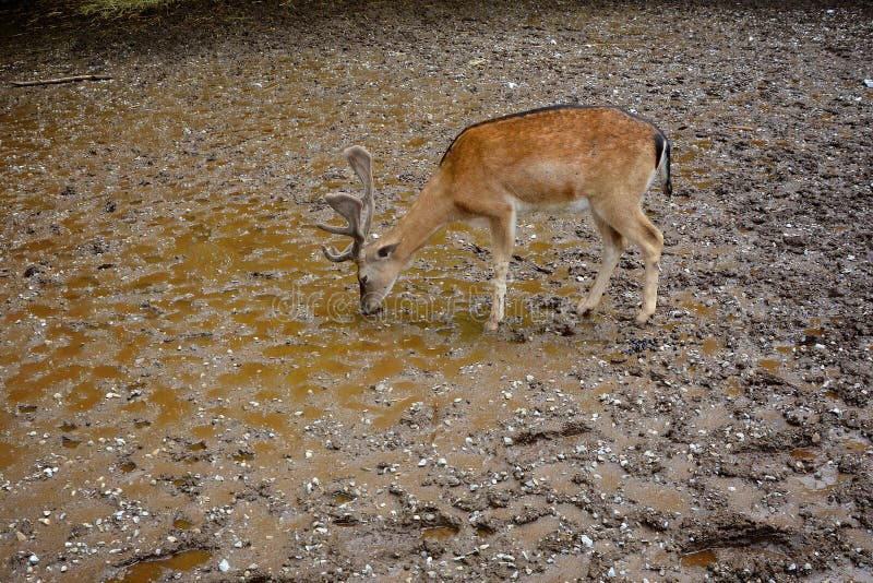 Deer drinking stock photo. Image of drink, young, spotted 96947786
