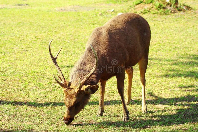 Deer eat grass, tropical forest