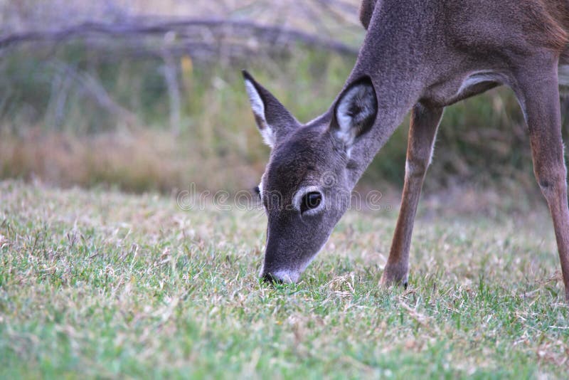 Deer eating corn stock photo. Image of animal, horns 57816686