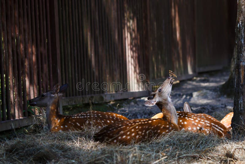 Deer Eating Berries Laying on Ground Stock Photo Image of spot, fence