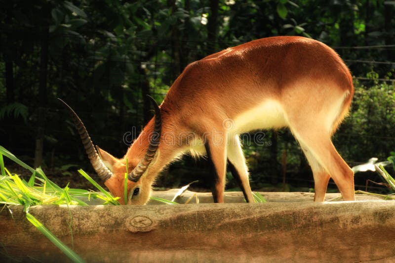 Hewan Stock Photos Download 46 Royalty Free Photos