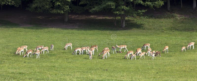 Deer on the edge of the woods