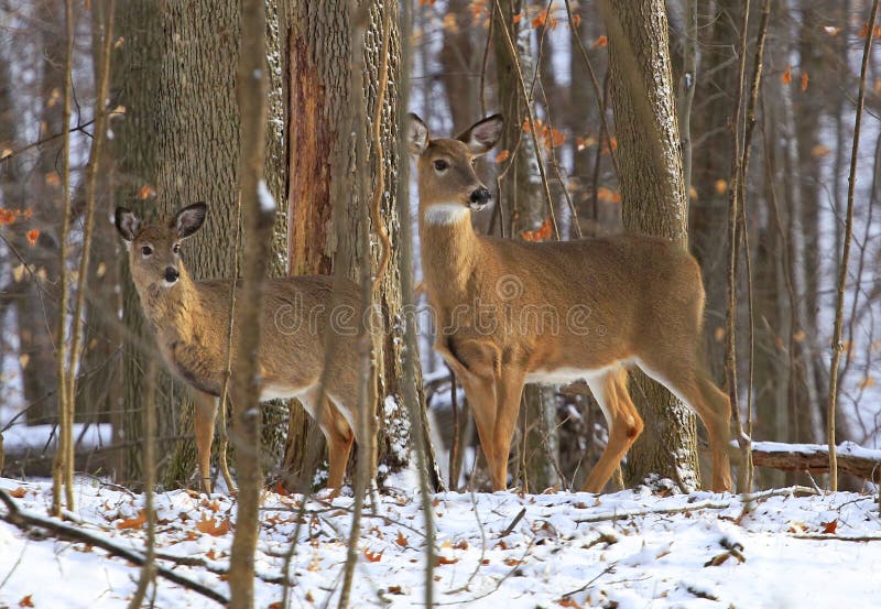 Deer family in winter forest