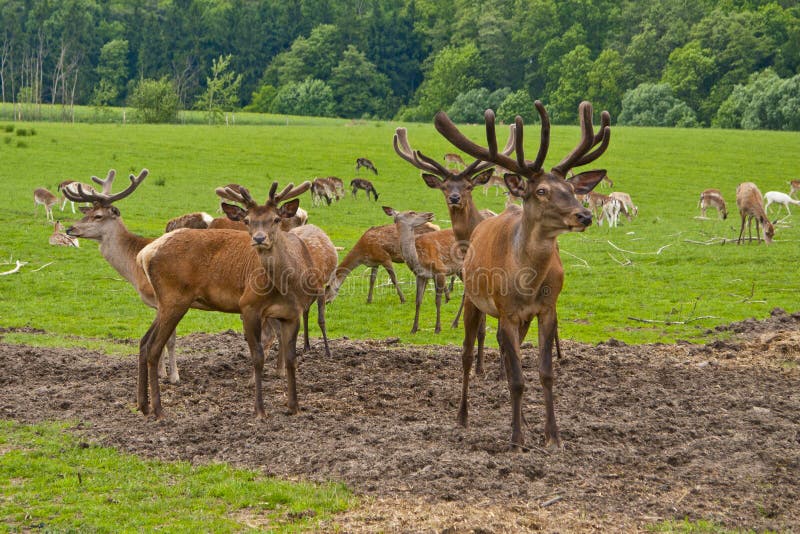 Deer farm stock photo. Image of wood, wildlife, grazing 36384184