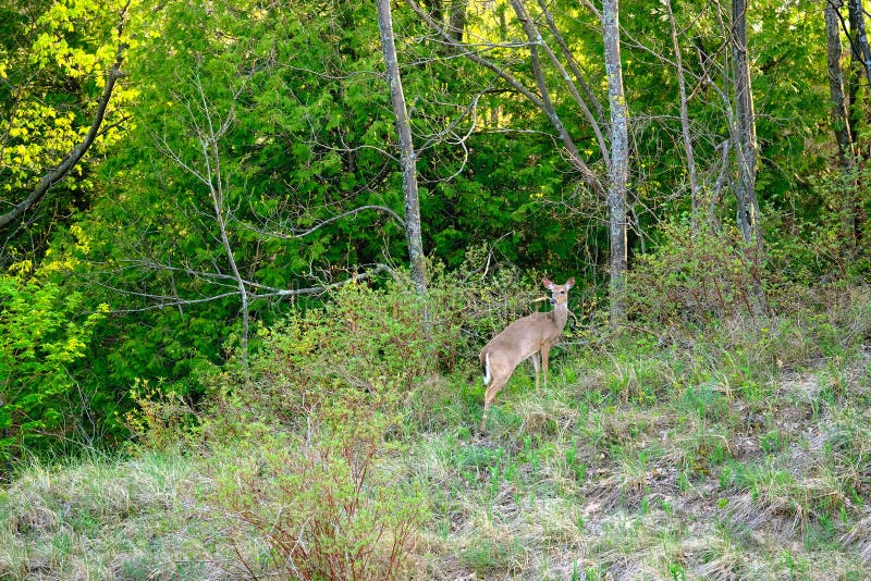 Deer at forest stock photo. Image of summer, america 74688342