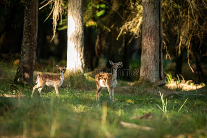 Deer in the forest during the rut