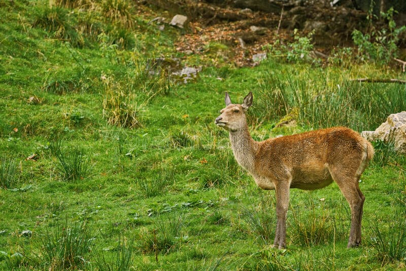 Deer in the Forest stock photo. Image of land, meadow 131199580