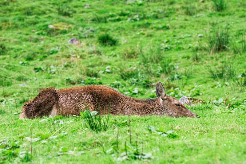 Deer in the Forest stock photo. Image of ground, cervidae 161374030