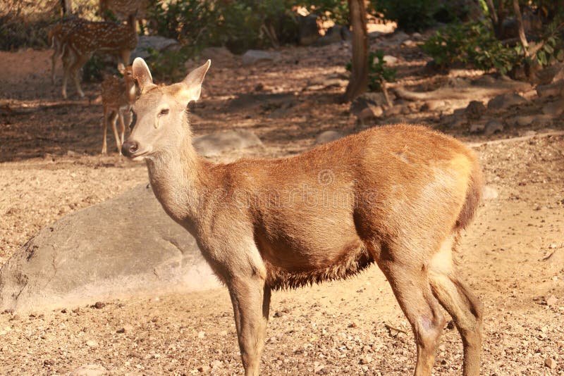 Deer in a Forest Stag or Buck Stock Photo Image of stag, sunray