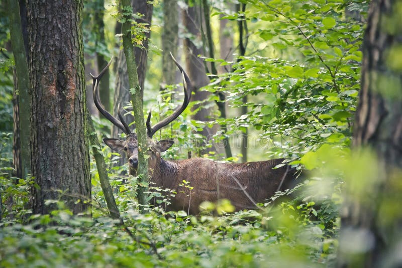 Deer in the forest stock image. Image of horn, tree, look 62384715
