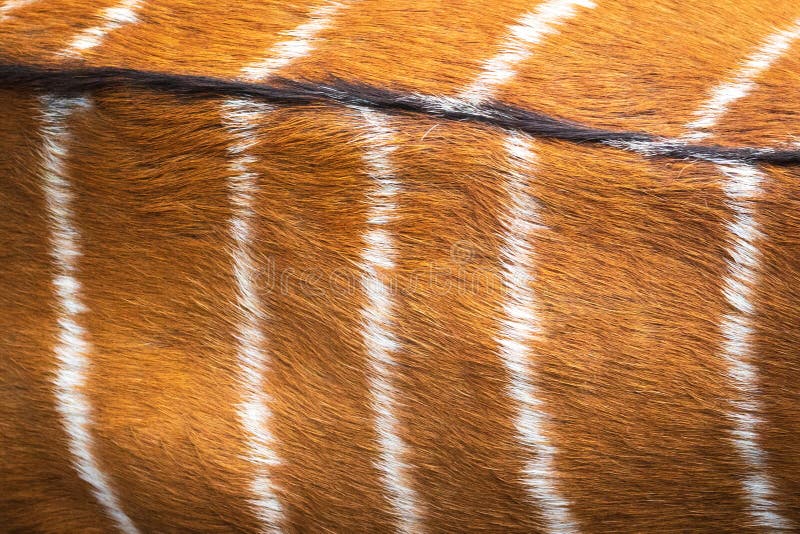Deer fur texture. Nyala skin pattern. Abstract animal brown hair. royalty free stock photos