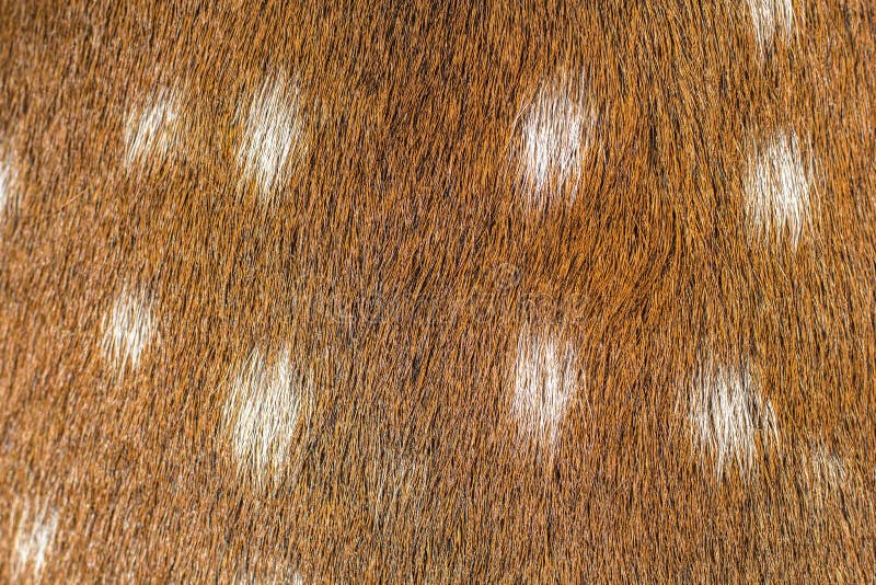 Deer fur texture stock photo. Image of surface, macro 71559064