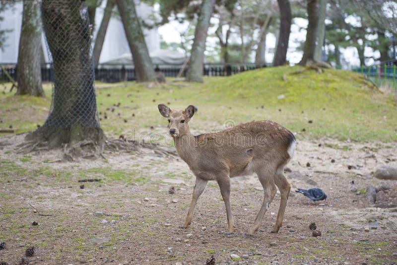 Deer in garden park stock image. Image of female, grass 31580867