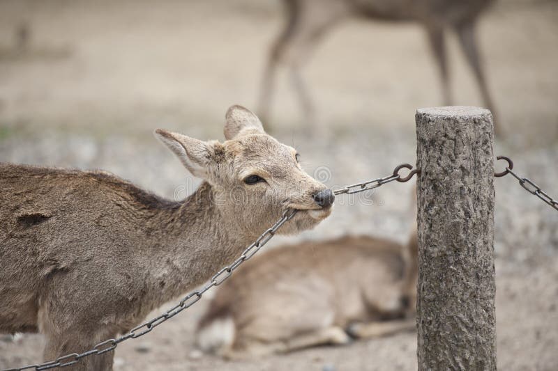 Deer in garden park stock image. Image of grass, stone 31581113