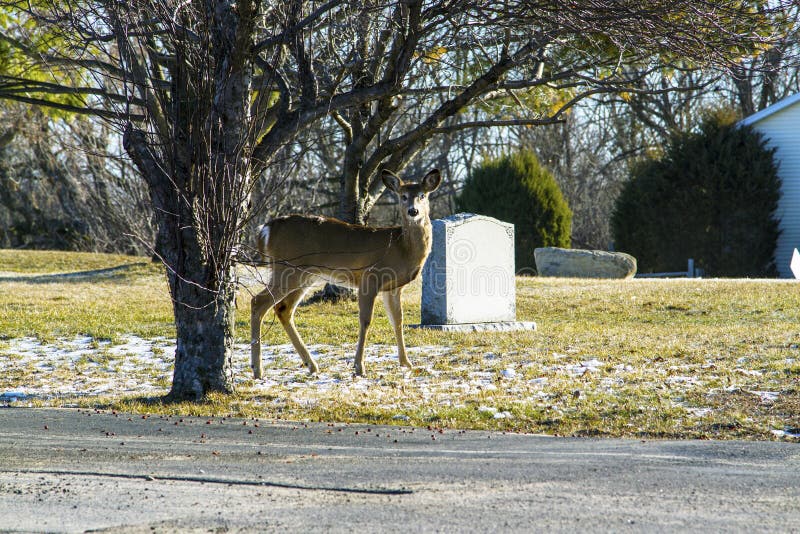 A deer at the grave stock image. Image of deer, marker 422509