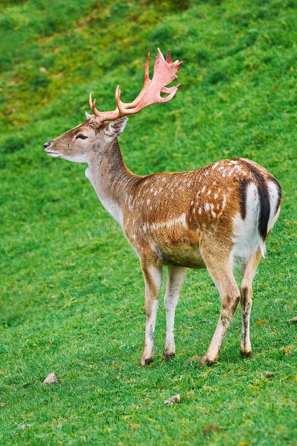 Deer Grazing on the Slope of a Hill. Deer Grazing on the Slope of a Hill