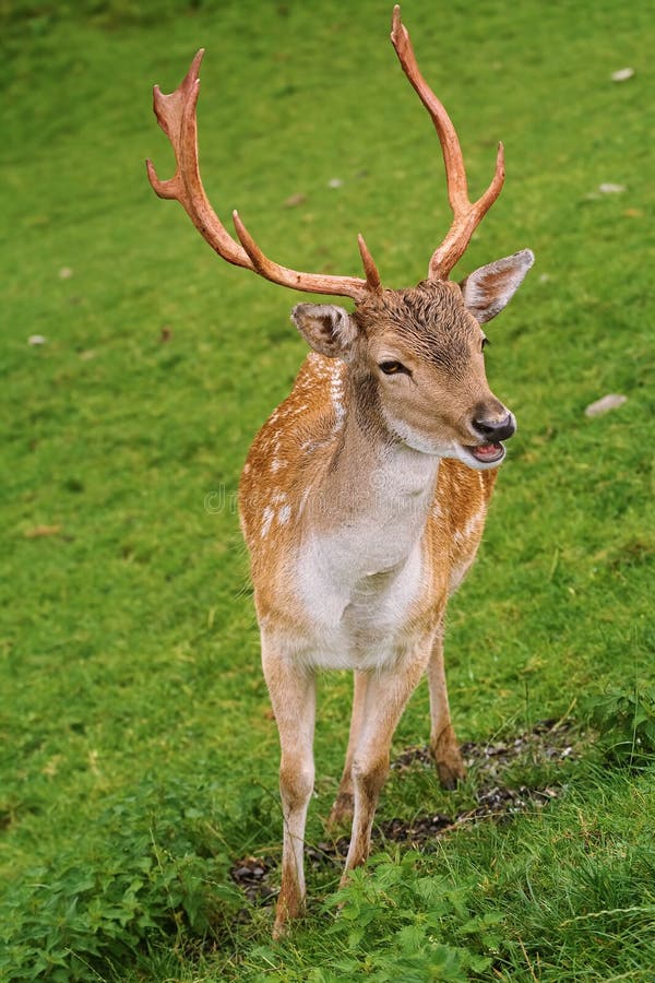 Deer Grazing on the Slope of a Hill. Deer Grazing on the Slope of a Hill