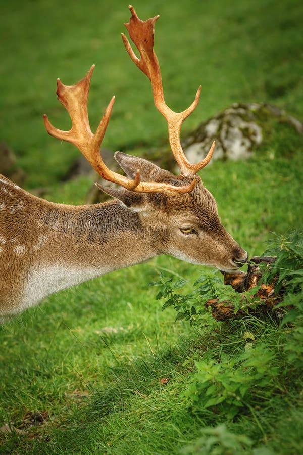 Deer Grazing on the Slope of a Hill. Deer Grazing on the Slope of a Hill