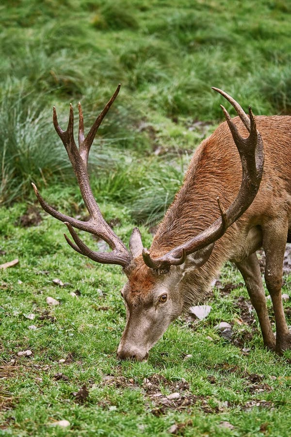 Deer Grazing on the Slope of a Hill. Deer Grazing on the Slope of a Hill