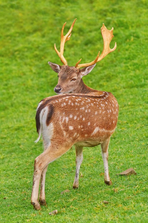 Deer Grazing on the Slope of a Hill. Deer Grazing on the Slope of a Hill