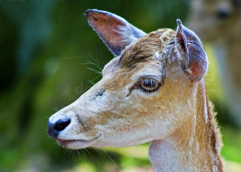 The deer head stock photo. Image of nature, mouth, forest 1131710