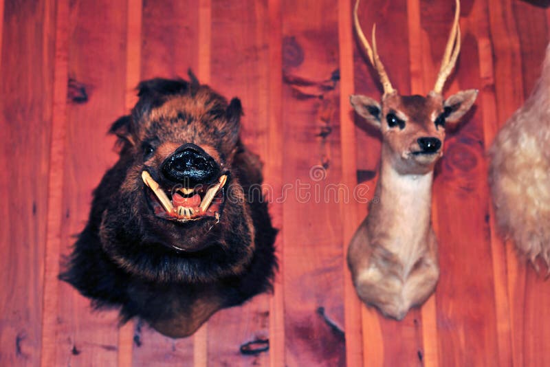 Deer Head Taxidermy and Javali Hanging on the Wall Stock Image Image