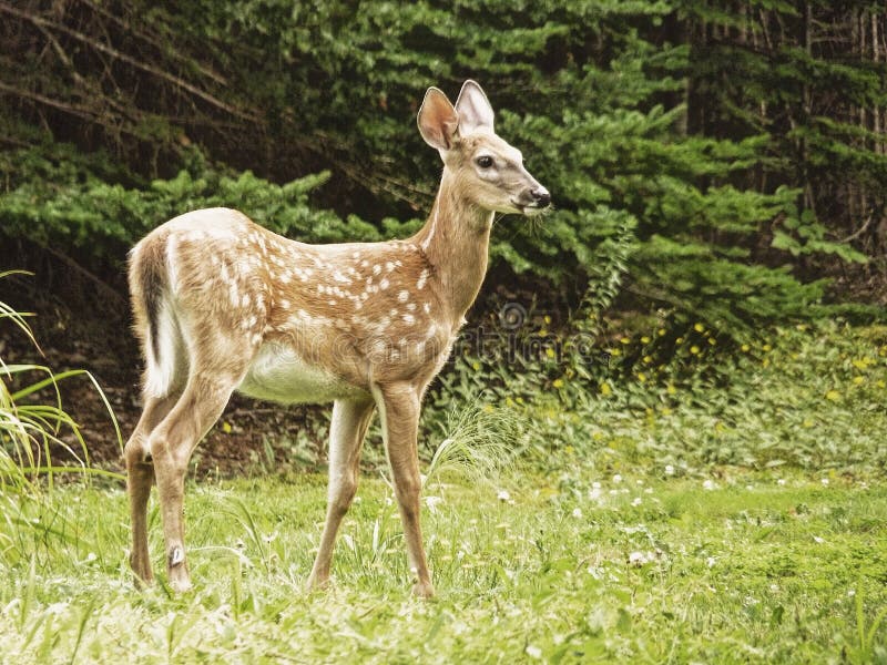 Deer in the headlights stock image. Image of female, woods 15603447