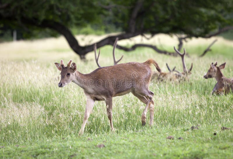 Deer herd in Casela park, Mauritius stock photos Deer herd in Casela park, Mauritius stock photos